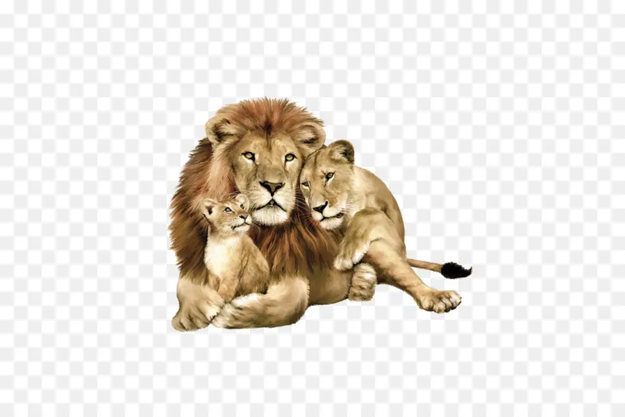 Des Bébés Lions，Lion D Afrique De L Est PNG
