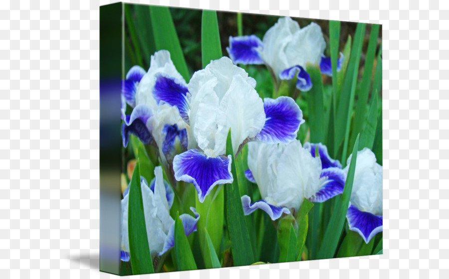 Racine D Iris，Iris Huile PNG