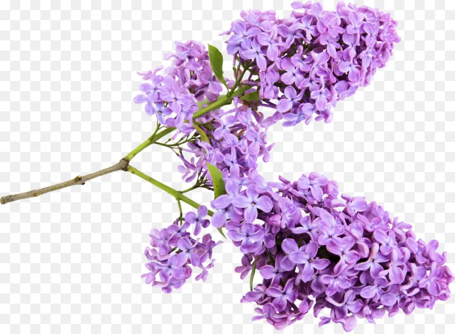 Fleurs Lilas Violettes，Fleurir PNG