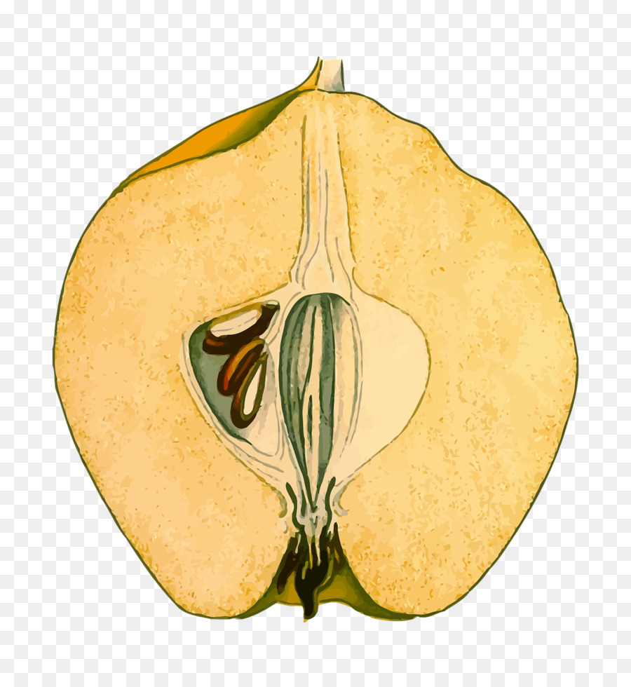 La Citrouille，Fruits PNG