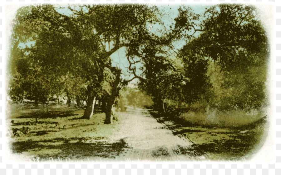 Chemin Forestier，Arbres PNG