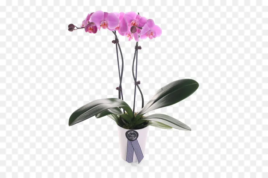 Fleurs D'orchidées，Rose PNG