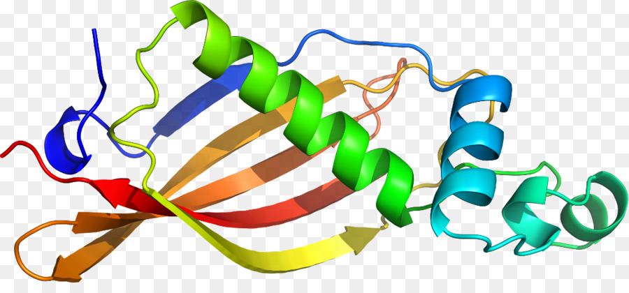 Structure Des Protéines，Molécule PNG