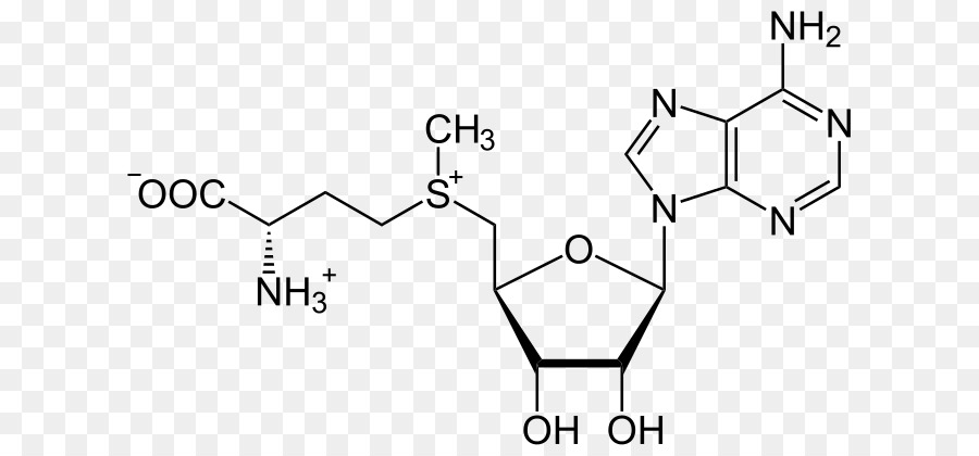 Sadenosyl Méthionine，S Adénosyl L Homocystéine PNG