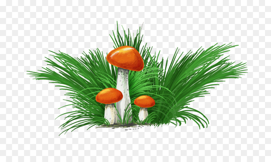 Champignons，Nature PNG