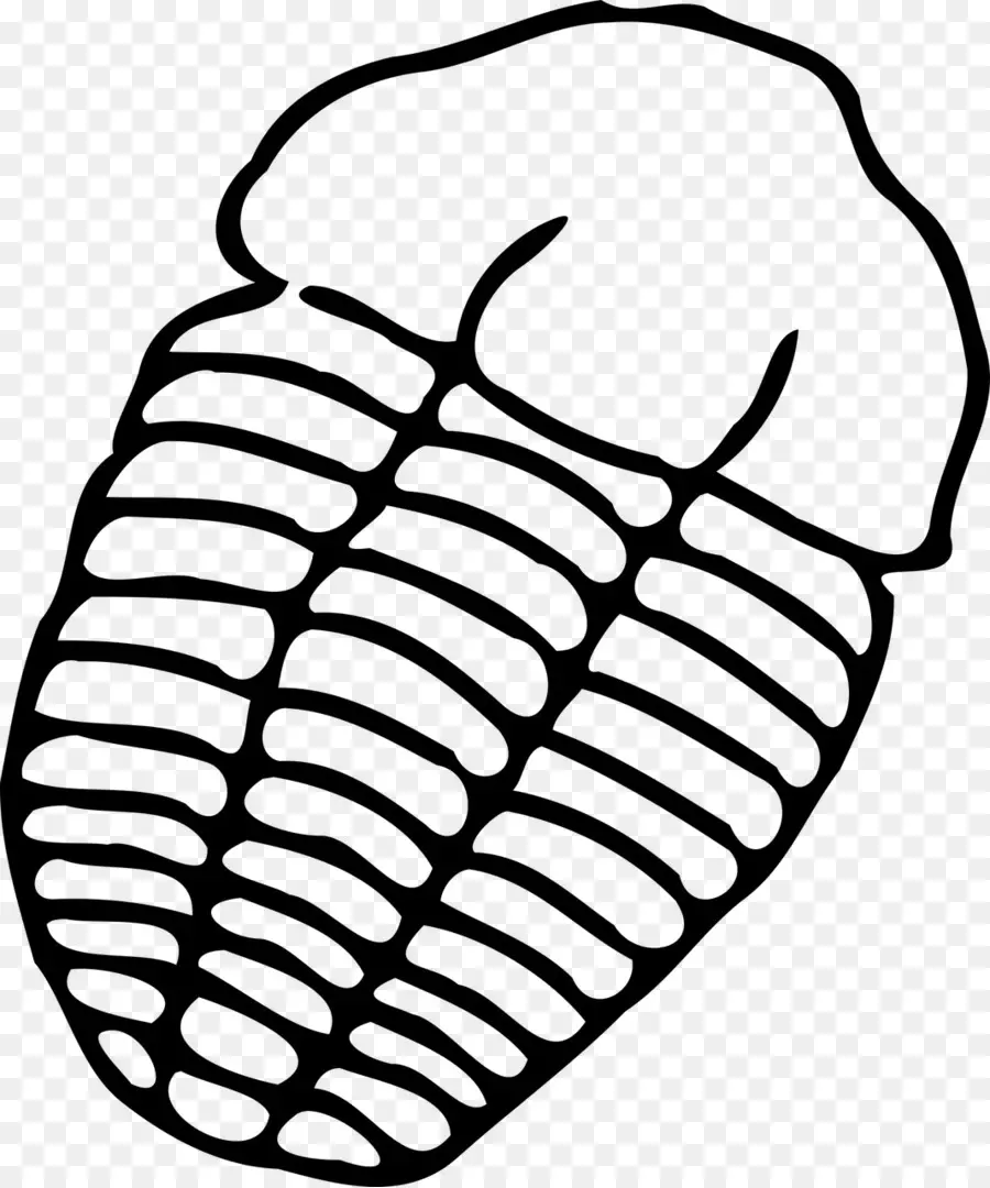 Trilobite，Dessin PNG