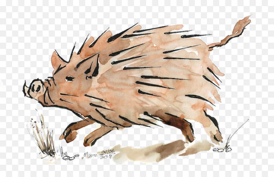 Cochon，Dessin PNG