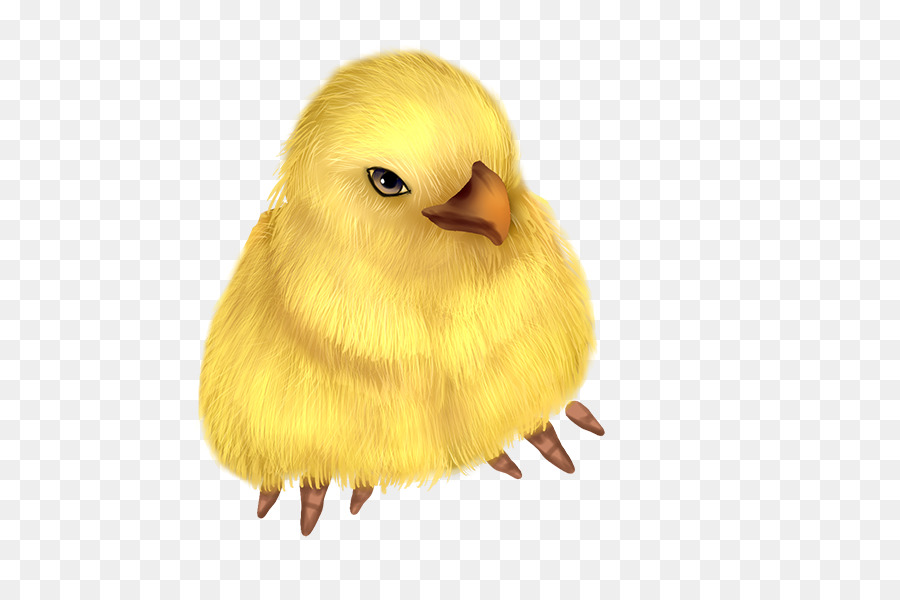 Caneton Jaune，Canard PNG