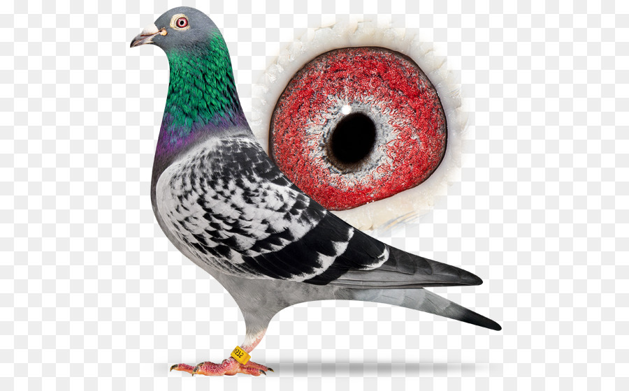 Pigeon，Oiseau PNG