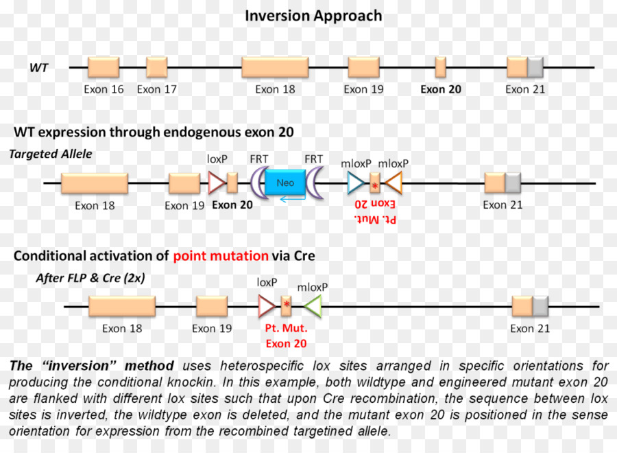 Document，Ligne PNG