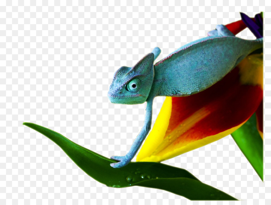 Caméléons，Reptile PNG