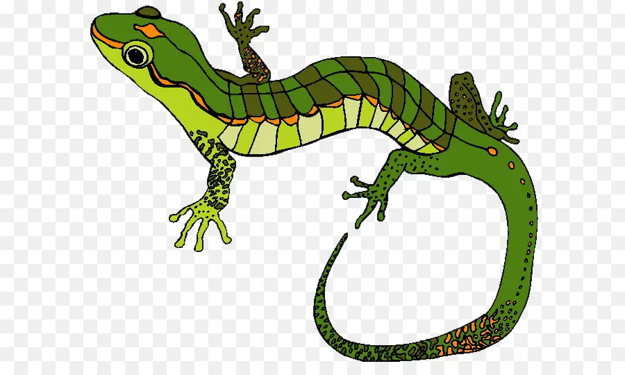 Lézard，Amphibie Ramper PNG