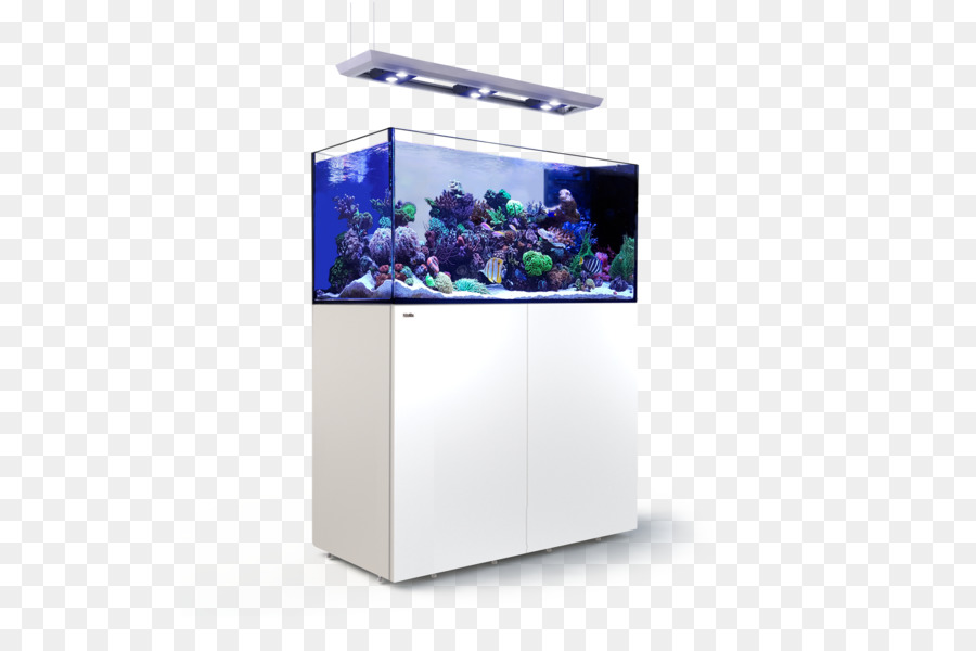 Aquarium，Poisson PNG