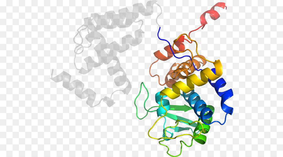 Structure Des Protéines，Biologie PNG