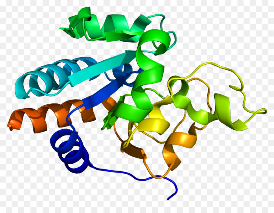 Structure Des Protéines，Molécule PNG