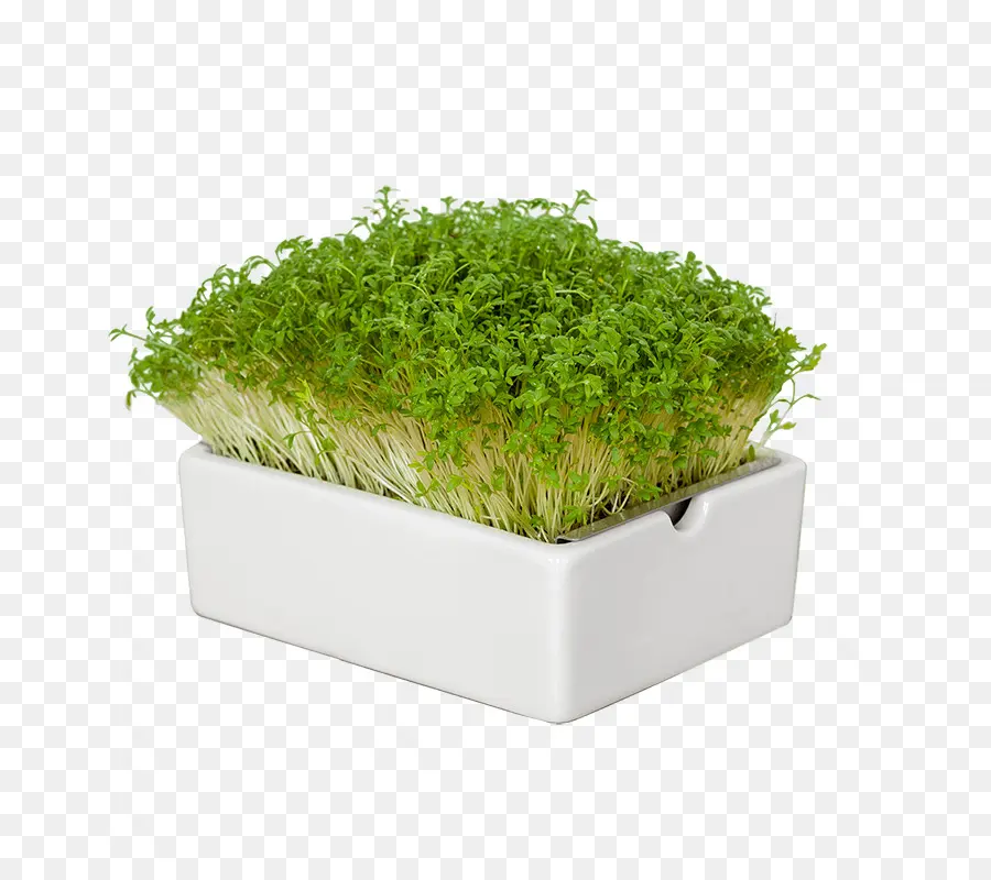 Blog，Herbe PNG