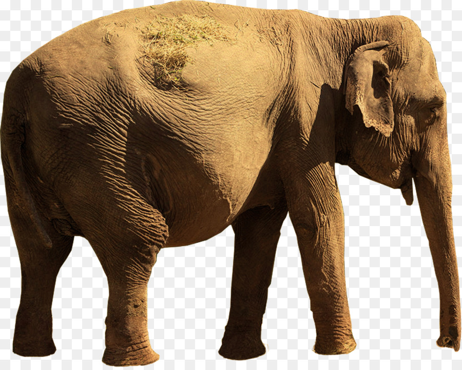 Vue Arrière De L'éléphant，Tronc PNG