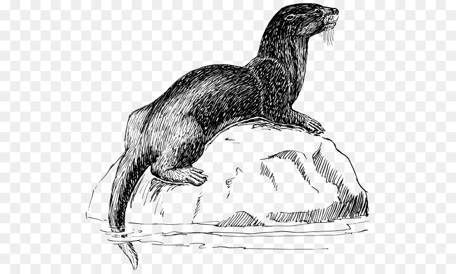 Loutre，Eau PNG