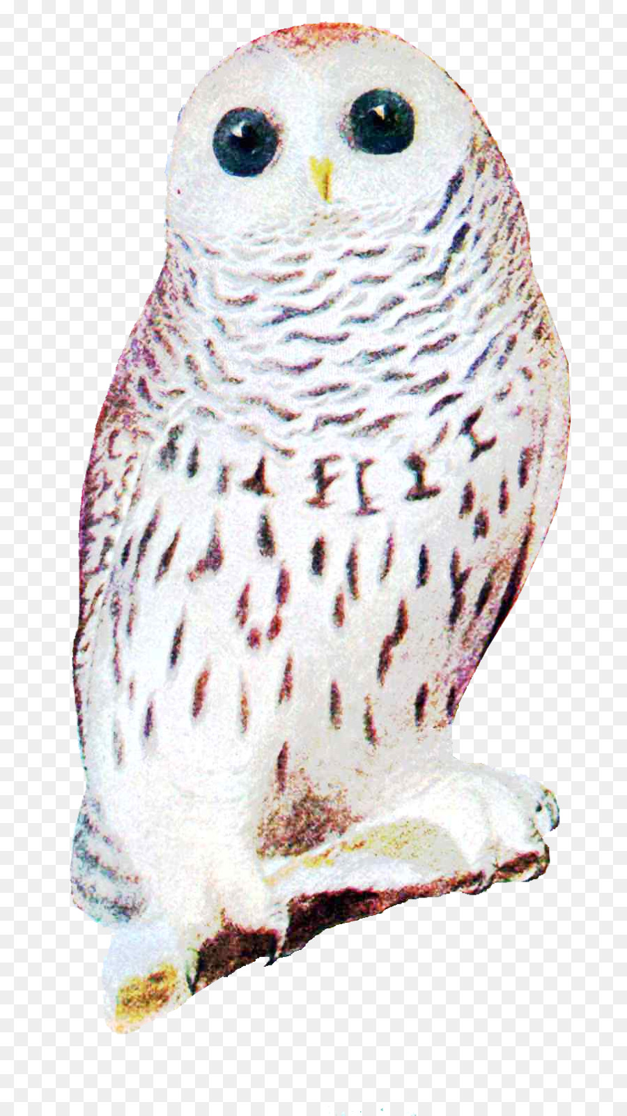 Grand Hibou Gris，Chouette PNG