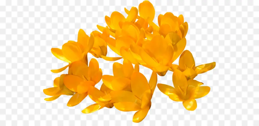 Fleurs Jaunes，Fleurir PNG