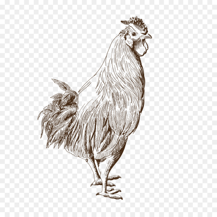 Coq，Oiseau PNG