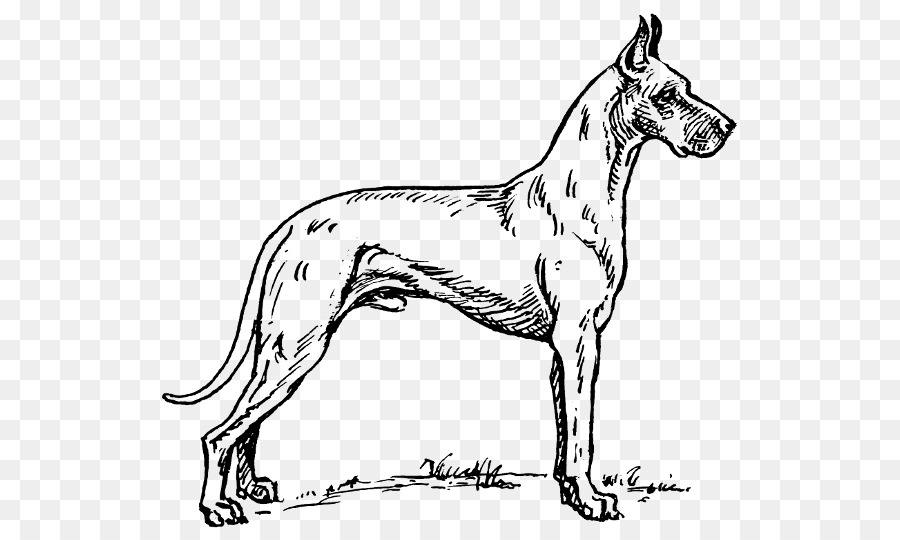 Chien，Animal De Compagnie PNG