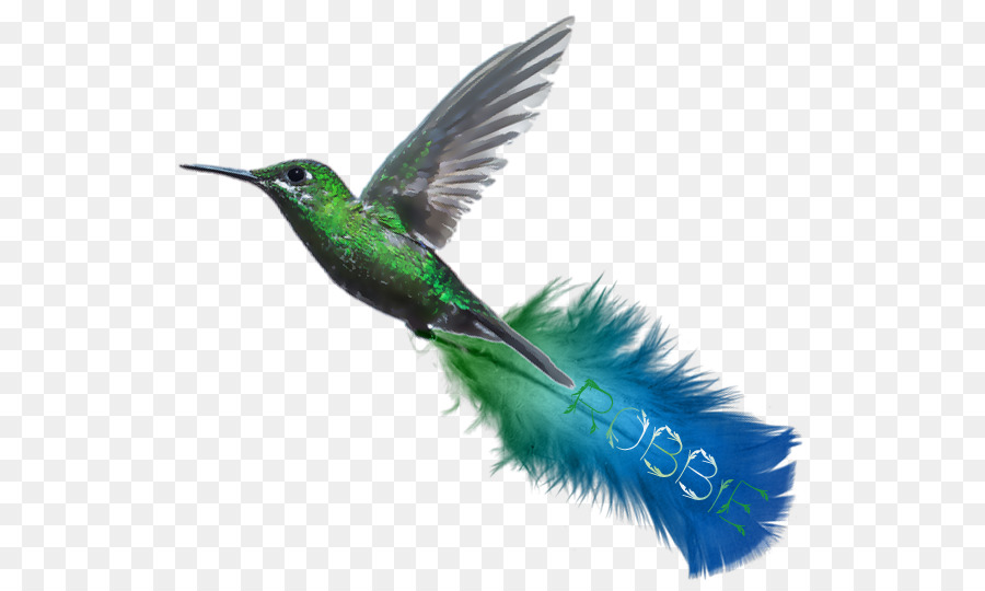 Colibri，Turquoise PNG