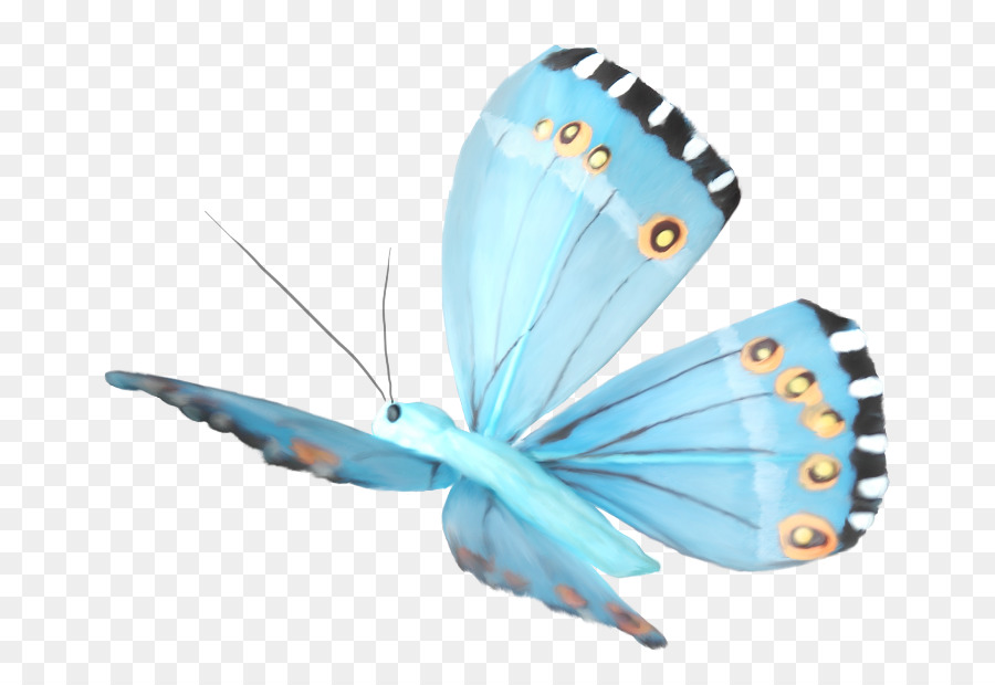 Papillon Bleu，Insecte PNG