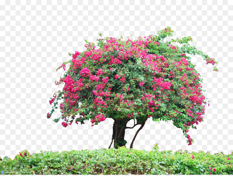 Arbre En Fleurs，Rose PNG