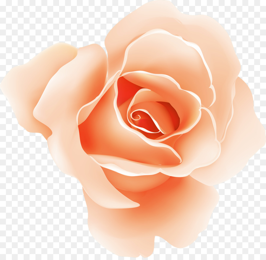 Rose Rose，Rose PNG