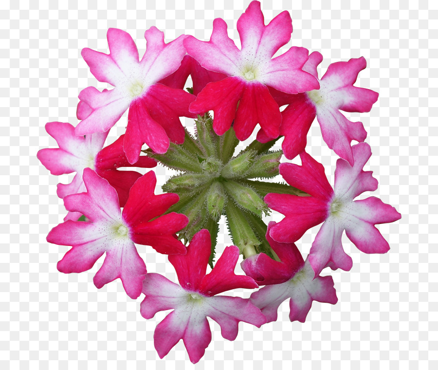 La Verveine，Rose M PNG