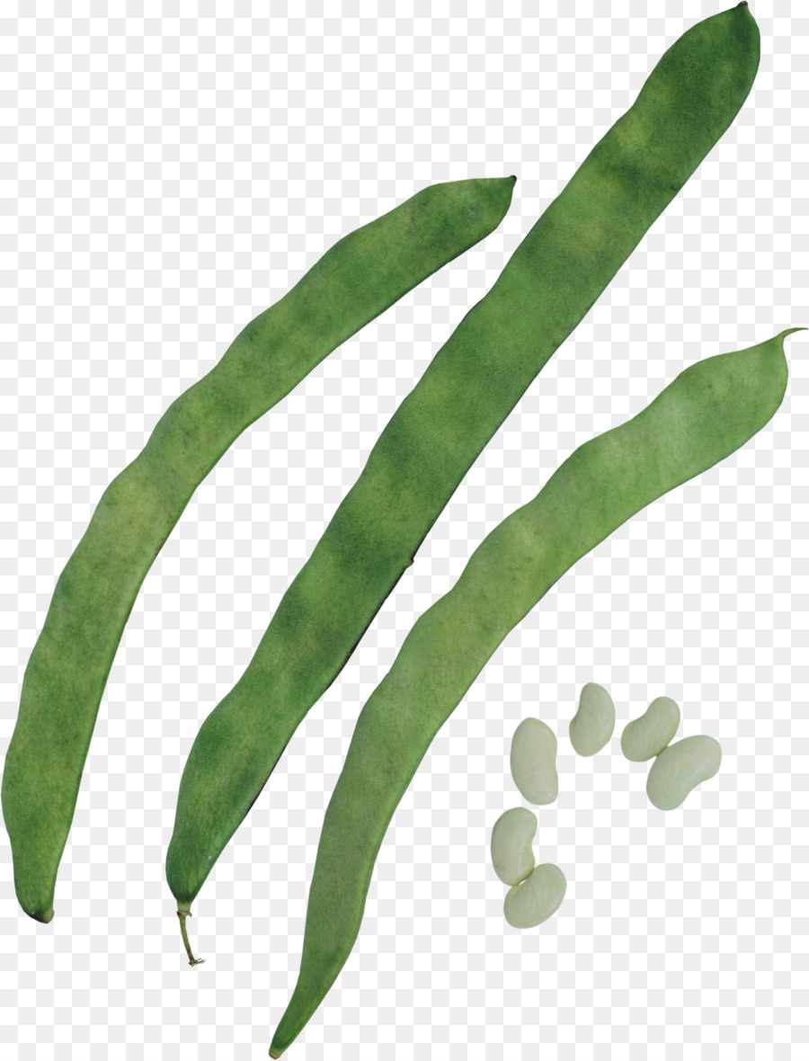 Haricots Verts，Haricots PNG