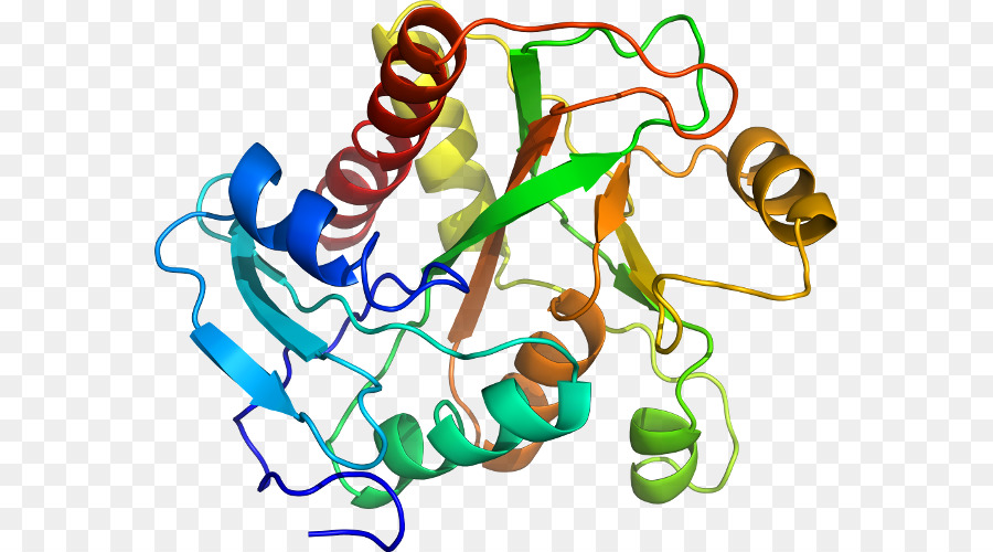 Structure Des Protéines，Molécule PNG