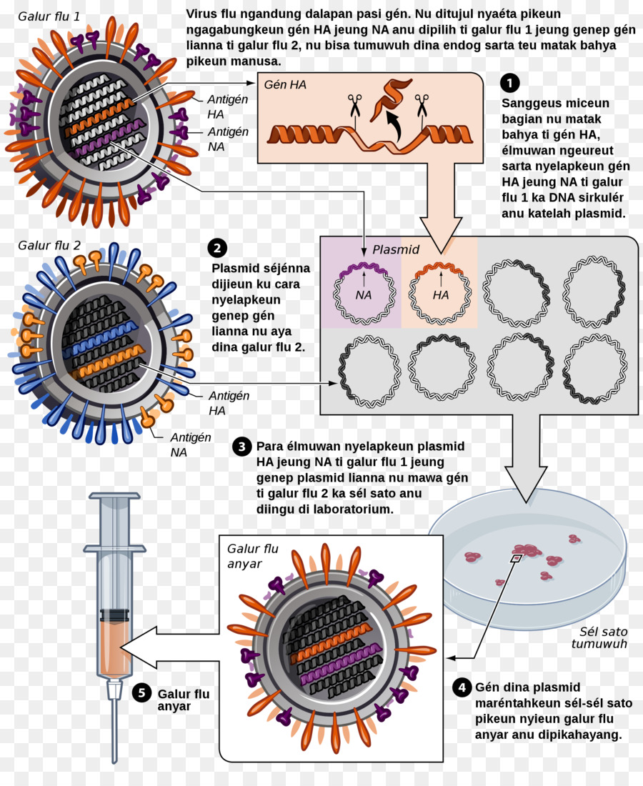 Vaccin Contre La Grippe，Vaccin PNG