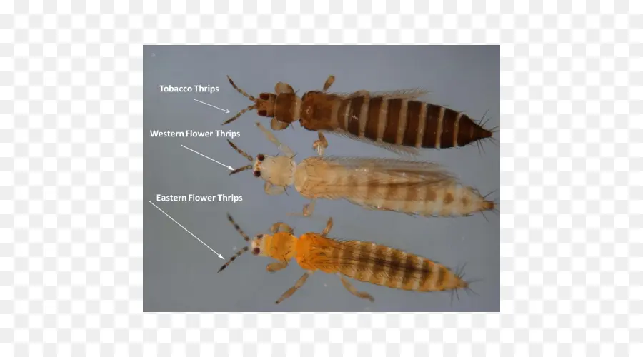 Les Insectes，Les Thrips PNG