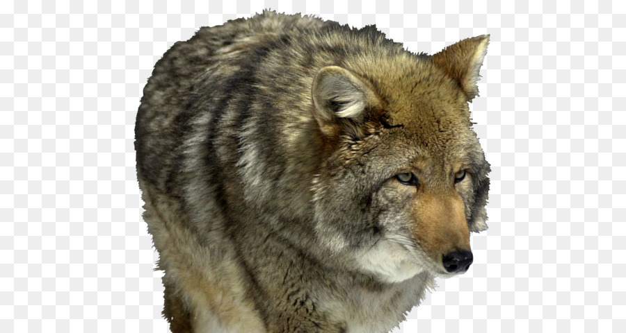 Saarloos Loup，Coyote PNG