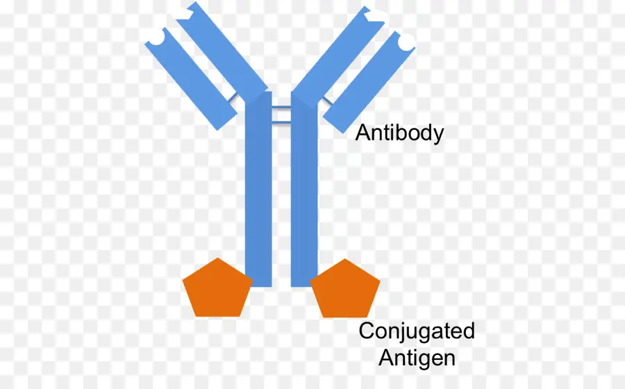 Anticorps，Biologie PNG