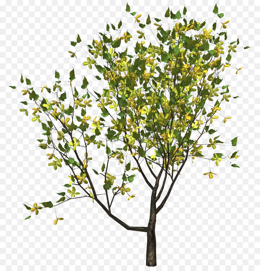 Arbre，Feuilles PNG