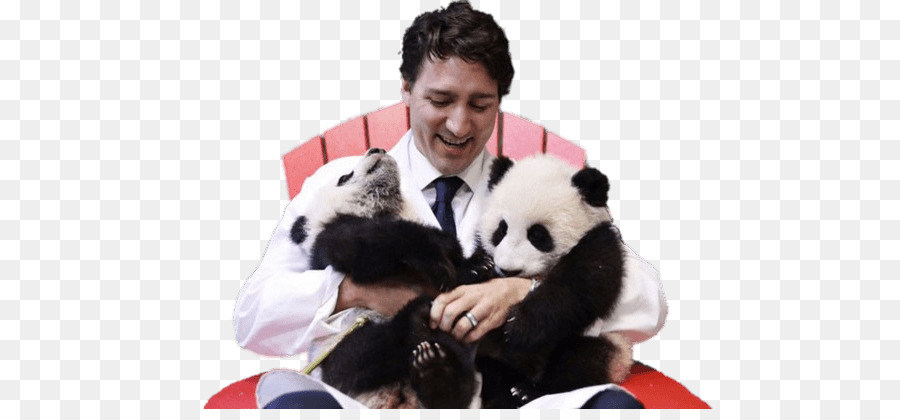 Homme Avec Des Pandas，Animaux PNG