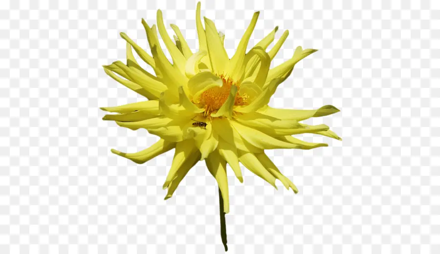 Fleur Jaune，Fleur PNG