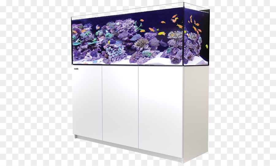 Aquarium，Poisson PNG