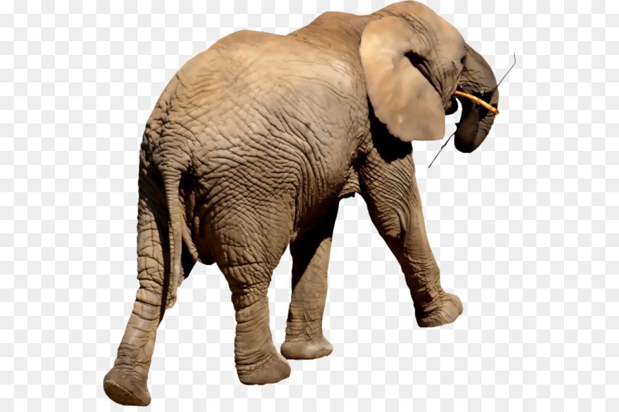 Éléphant，Mammifère PNG