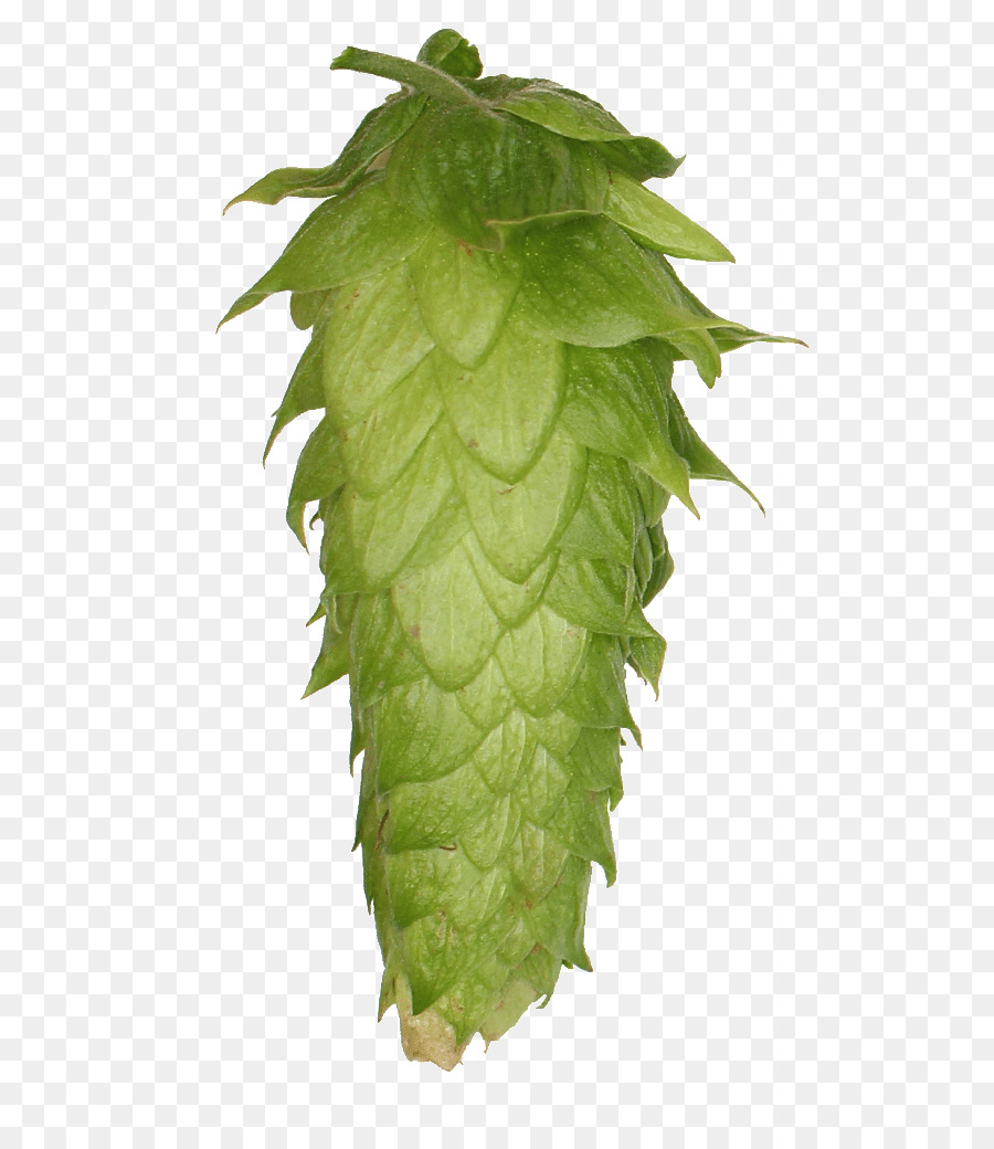 Cône De Houblon Vert，Houblon PNG