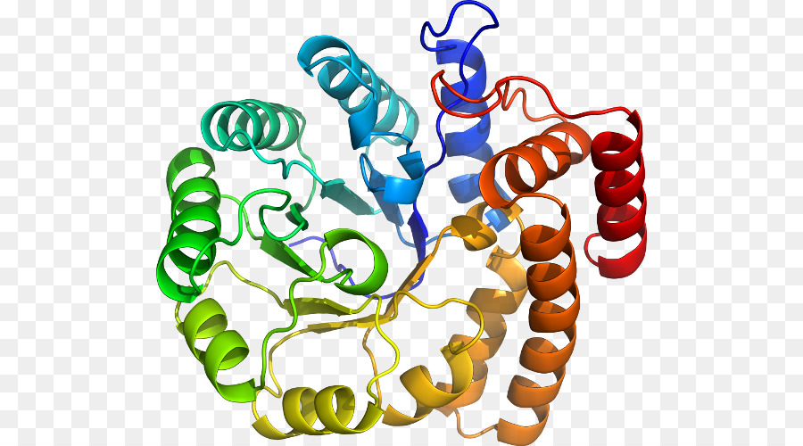 Structure Des Protéines，Molécule PNG