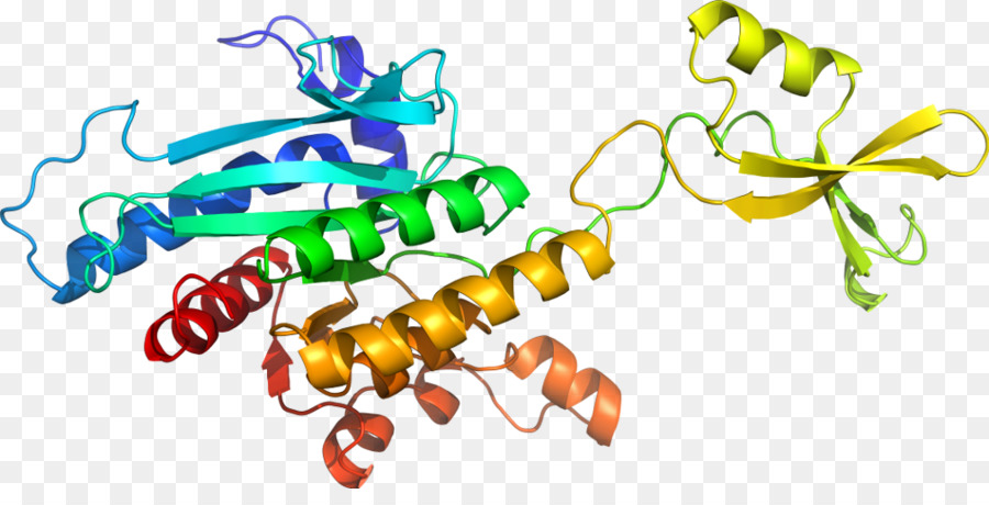 Structure Des Protéines，Molécule PNG