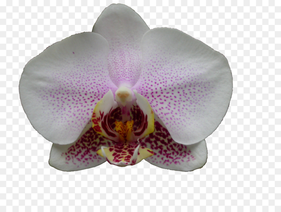 Phalaenopsis Equestris，Des Orchidées Cattleya PNG