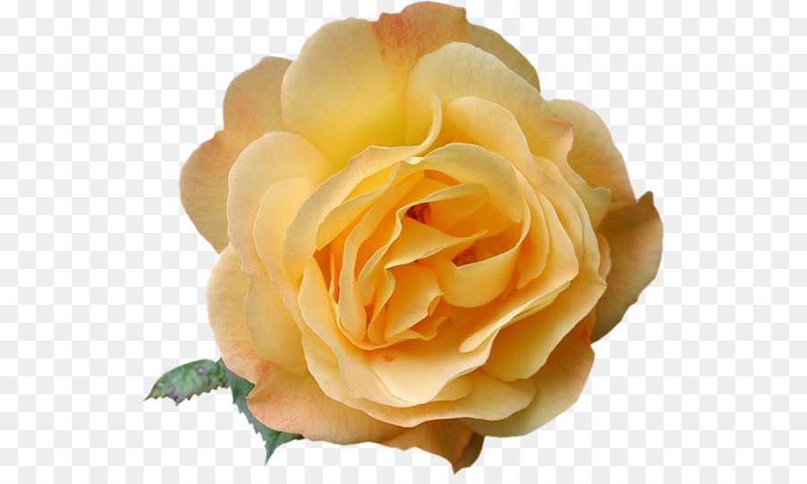 Rose Blanche，Floraison PNG