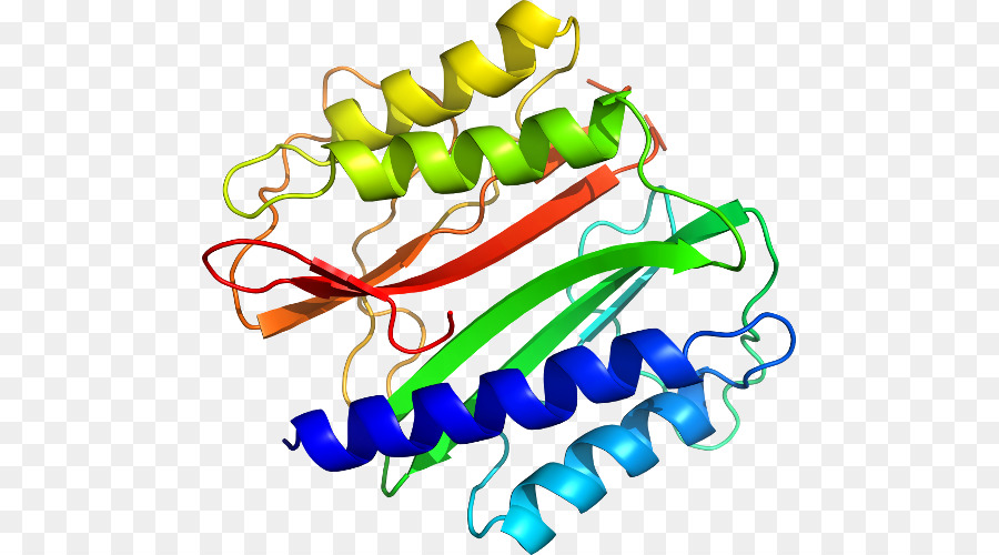 Structure Des Protéines，Biologie PNG