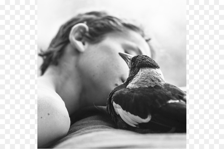 Pingouin De La Pie La Drôle De Petit Oiseau Qui A Sauvé Une Famille，La Famille PNG