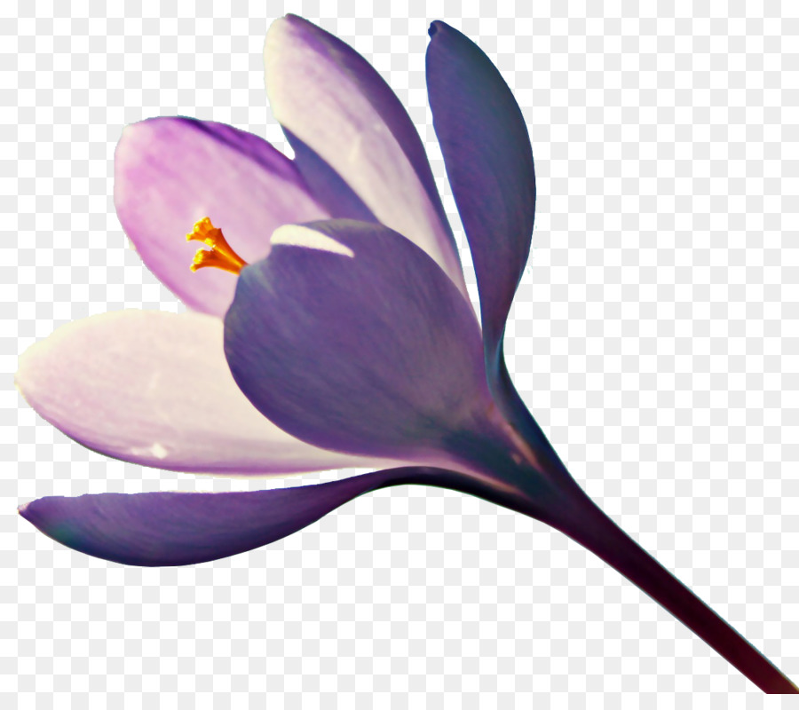 Fleurs Violettes，Fleurir PNG